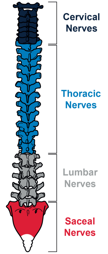 Spinal Cord Injury 101: Spinal Cord Injury Levels & What They Mean